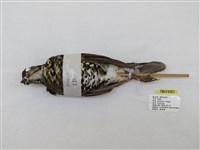 藏品(虎鶇)的圖片